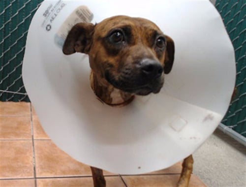 NYLA - Pit Bull Terrier available for adoption