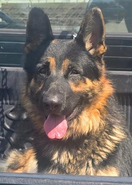 OSO - German Shepherd Dog available for adoption