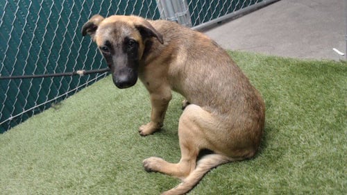 TROY - German Shepherd Dog available for adoption