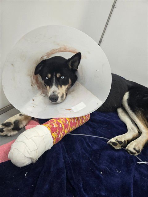 VINCE - Husky / German Shepherd Dog available for adoption