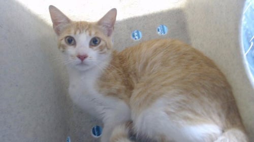 CHICKEN NUGGET - Domestic Short Hair available for adoption