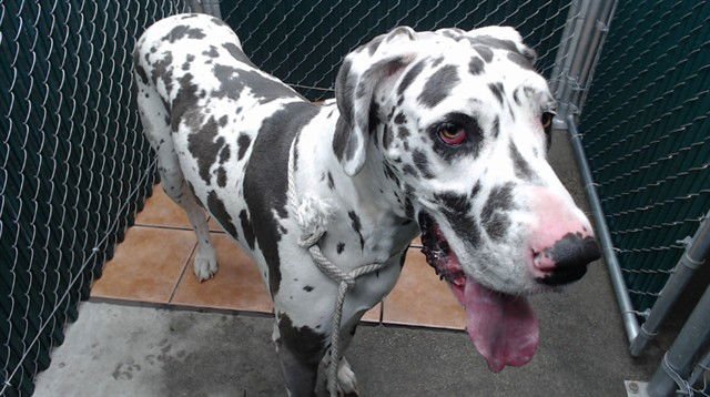 SISU - Great Dane available for adoption
