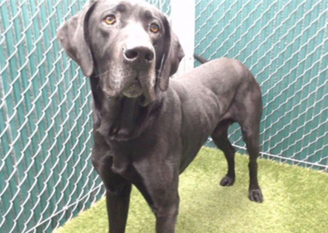 QUINCY - Great Dane available for adoption