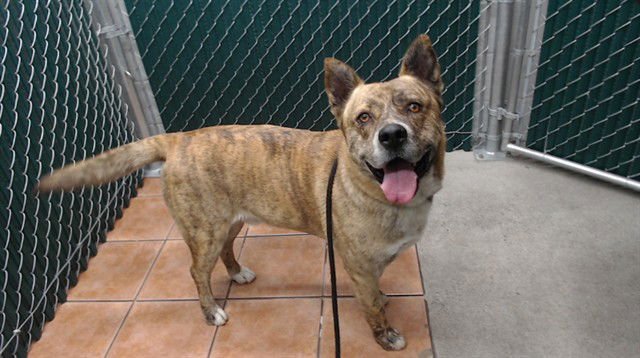 SHAW - Pit Bull Terrier available for adoption