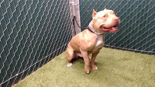 TRUMAN - Pit Bull Terrier available for adoption