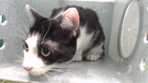 JINX - Domestic Short Hair available for adoption