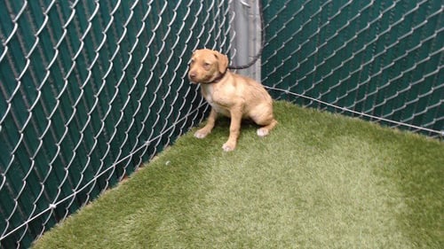 CASSANDRA - Terrier available for adoption