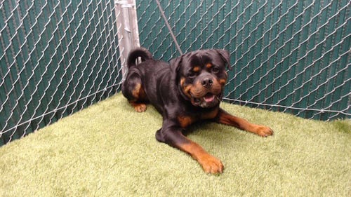 ROOTBEER - Rottweiler available for adoption