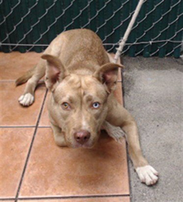 A5804227 - German Shepherd Dog available for adoption