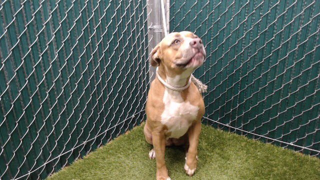 MARLEY - Pit Bull Terrier available for adoption