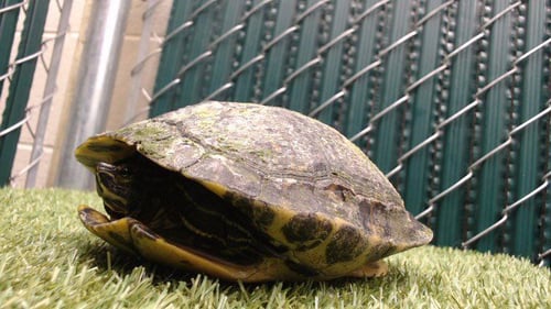 HALO - Turtle available for adoption