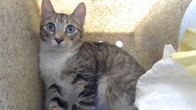 KIT KAT - Domestic Short Hair available for adoption