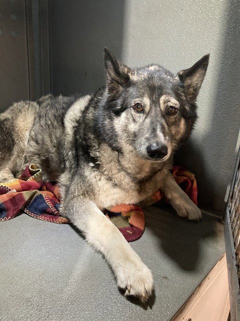 ROME - Husky available for adoption