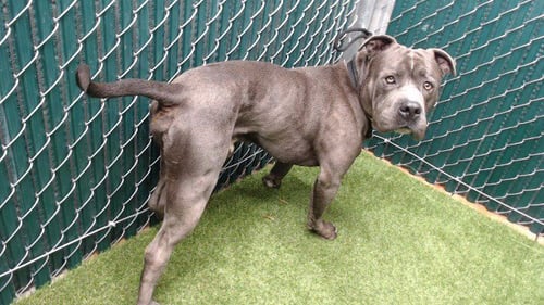 HULK - Pit Bull Terrier available for adoption