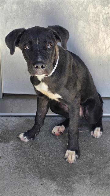LOKI - Pit Bull Terrier available for adoption