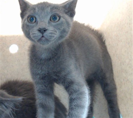 INKY - Domestic Short Hair available for adoption