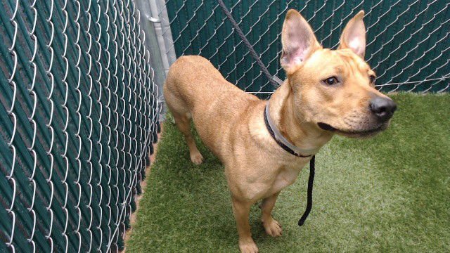 SHIBA - Pit Bull Terrier available for adoption