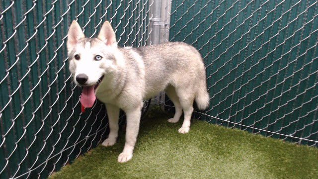 STORM - Siberian Husky available for adoption