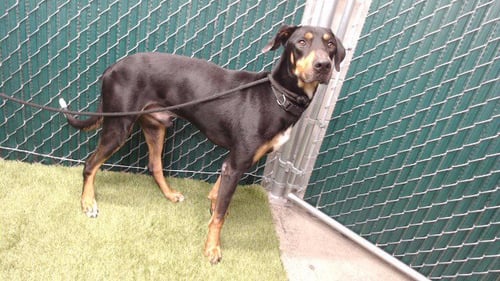CURRY - Doberman Pinscher available for adoption