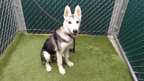 CHERI - Siberian Husky available for adoption