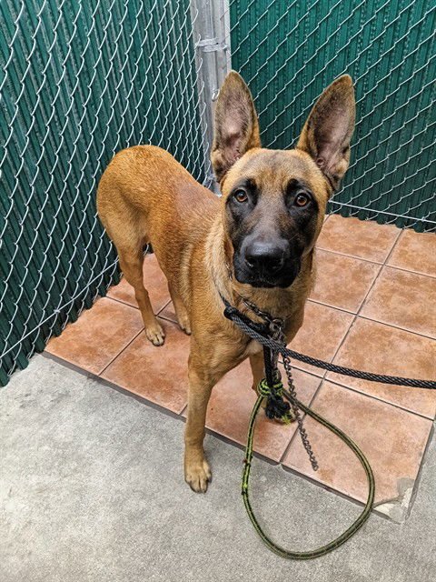 DANNO - Belgian Shepherd Malinois available for adoption