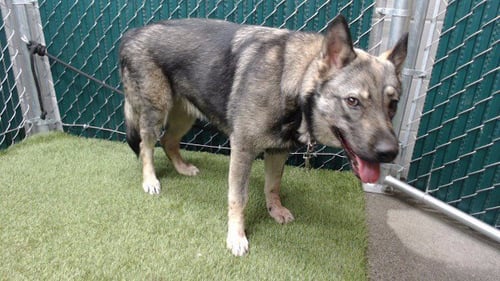 REGINA - German Shepherd Dog / Husky available for adoption