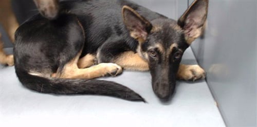 ELLA - German Shepherd Dog available for adoption
