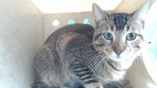 THUMPER - Domestic Short Hair available for adoption