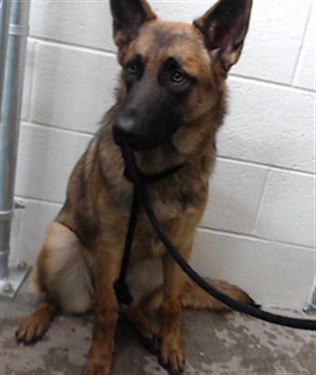 ROSLYN - German Shepherd Dog available for adoption