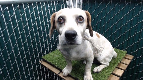 CHAYLO - Beagle available for adoption