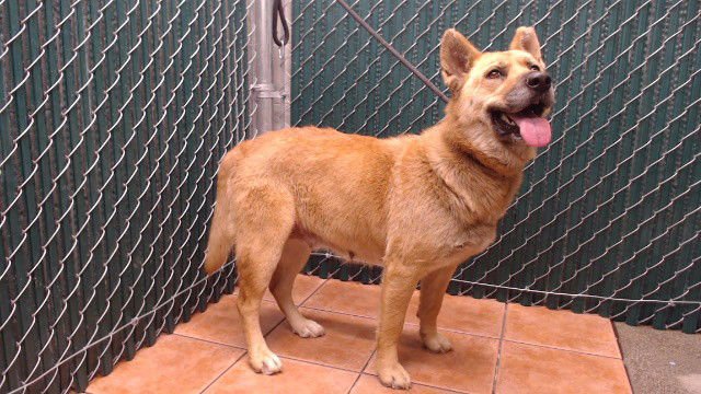 BROWNIE - German Shepherd Dog / Siberian Husky available for adoption