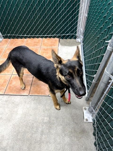 CATHERINE - German Shepherd Dog available for adoption