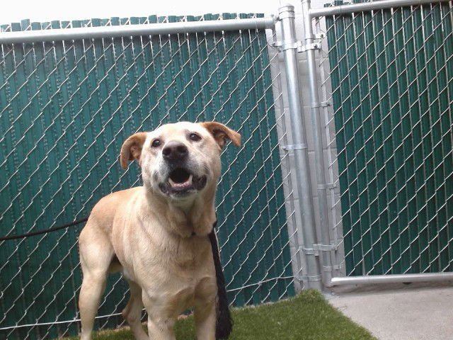 MARTIN - Labrador Retriever available for adoption