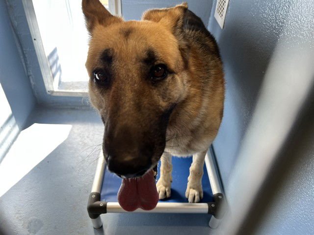 DUKE - German Shepherd Dog available for adoption