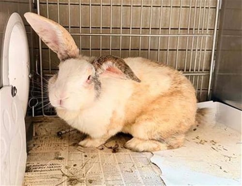 SAMMY - Shorthaired Rabbit available for adoption