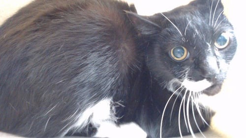 OREO - Domestic Short Hair available for adoption