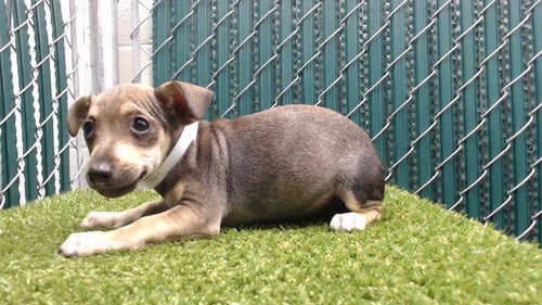 ELLO - Miniature Schnauzer available for adoption