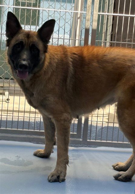 SADIE - German Shepherd Dog available for adoption