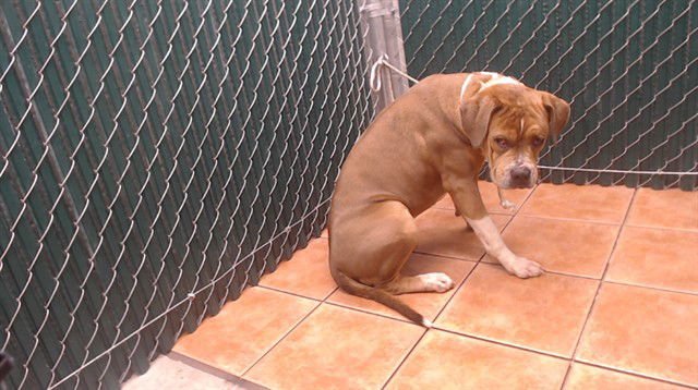 GO GO - Pit Bull Terrier available for adoption