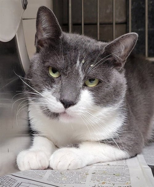 BIG BOY - Domestic Short Hair available for adoption
