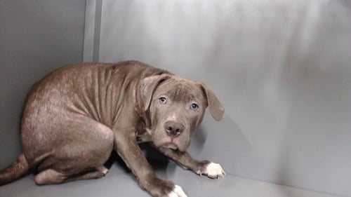 DRAKE - Pit Bull Terrier available for adoption