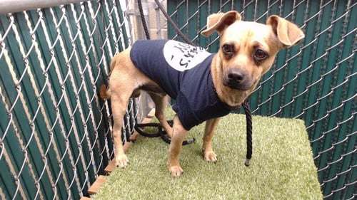 PUDDLES - Dachshund available for adoption