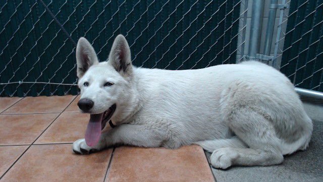 PUPPY - Siberian Husky available for adoption