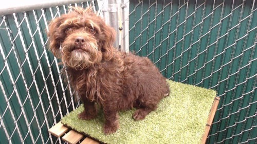 CHAPARRA - Terrier / Poodle (Miniature) available for adoption