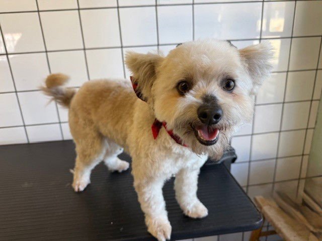 CHAMPION - Terrier available for adoption