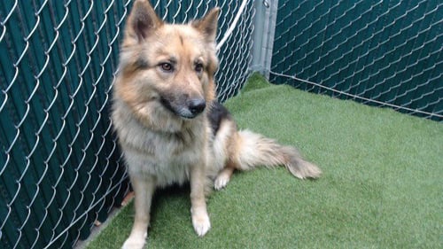 DELIA - German Shepherd Dog available for adoption