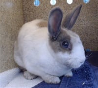 HIPPITY HOPPITY - Photo 1