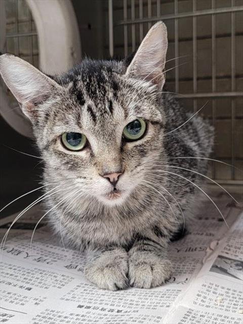 TALIA - Domestic Short Hair available for adoption