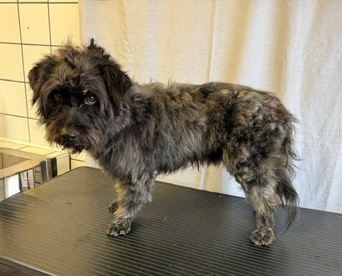 PETE - Terrier available for adoption