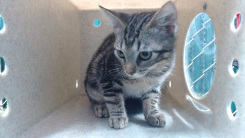 TIGER - Domestic Short Hair available for adoption